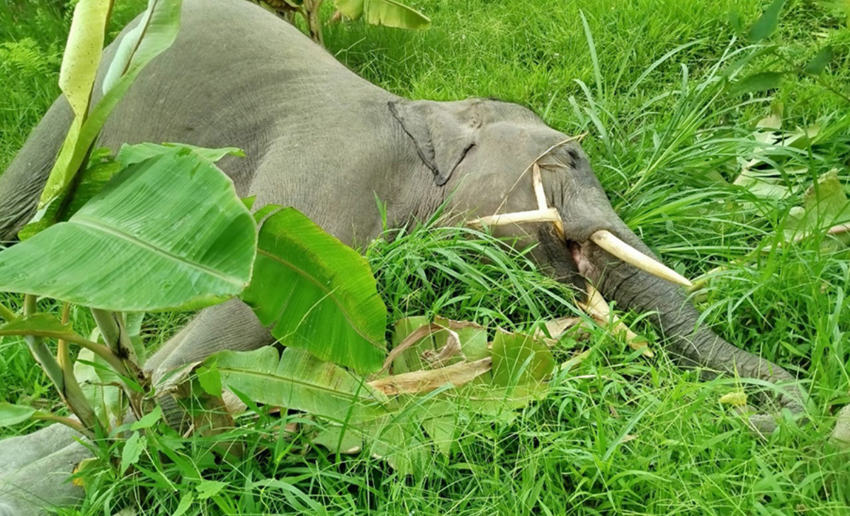 Wild Elephant Baby