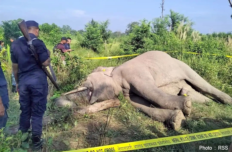 Wild Elephant Dead by Ditible