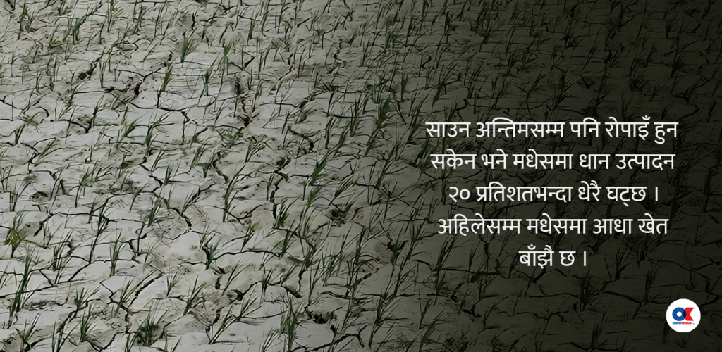 dhan kheti data content by Ditible